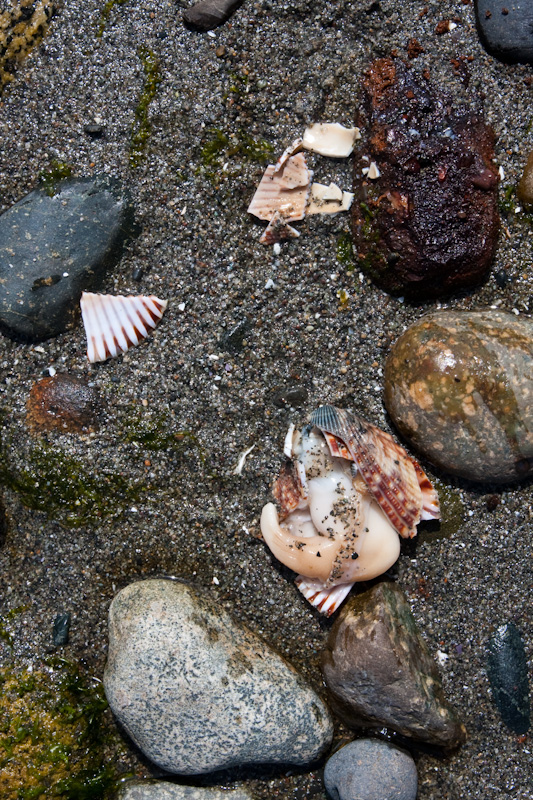 Broken Clam On Beach